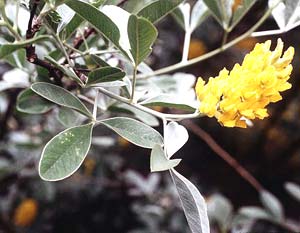 معرفی گل و گیاه: سیتیسوس: Cytisus battandieri معرفی گل و گیاه: سیتیسوس: Cytisus battandieri