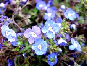 معرفی گل و گیاه: سیزاب : Veronica peduncularis معرفی گل و گیاه: سیزاب : Veronica peduncularis