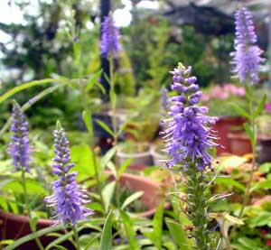 معرفی گل و گیاه: سیزاب دم گربهای بنفش: Veronica spicata subsp Inc ana معرفی گل و گیاه: سیزاب دم گربهای بنفش: Veronica spicata subsp Inc ana
