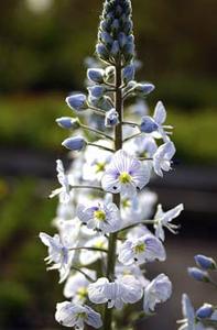 معرفی گل و گیاه: سیزاب سبلانی: Veronica gentianoides معرفی گل و گیاه: سیزاب سبلانی: Veronica gentianoides