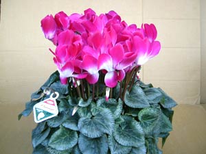 معرفی گل و گیاه: سیکلامن: Syclamen Cilicium معرفی گل و گیاه: سیکلامن: Syclamen Cilicium