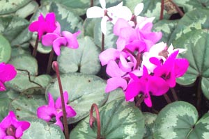 معرفی گل و گیاه: سیکلامن مقاوم: Cyclamen coum معرفی گل و گیاه: سیکلامن مقاوم: Cyclamen coum