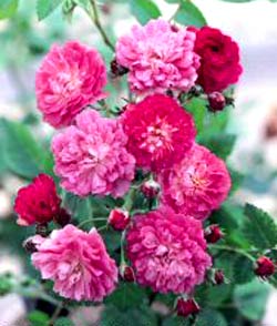 معرفی گل و گیاه: سیلن: Rosa Angel معرفی گل و گیاه: سیلن: Rosa Angel