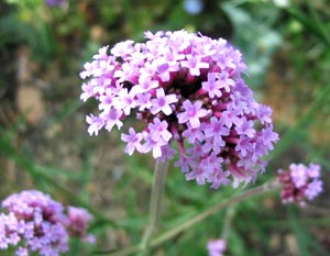 معرفی گل و گیاه: شاپسند دایمی: Verbena Bonariensis معرفی گل و گیاه: شاپسند دایمی: Verbena Bonariensis