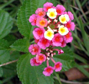 معرفی گل و گیاه: شاپسند درختی: Lantana camara معرفی گل و گیاه: شاپسند درختی: Lantana camara