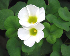 معرفی گل و گیاه: شبدر ترشک : Oxalis purpurea معرفی گل و گیاه: شبدر ترشک : Oxalis purpurea