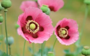 معرفی گل و گیاه/ شقایق صورتی: Papaver Somniferum معرفی گل و گیاه/ شقایق صورتی: Papaver Somniferum