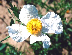 معرفی گل و گیاه/ شقایق کالیفرنیا: Romneya Coulteri معرفی گل و گیاه/ شقایق کالیفرنیا: Romneya Coulteri