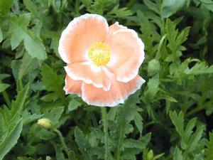 معرفی گل و گیاه/ شقایق مزرعه: Papaver rhoeas Mother of Pearl معرفی گل و گیاه/ شقایق مزرعه: Papaver rhoeas Mother of Pearl