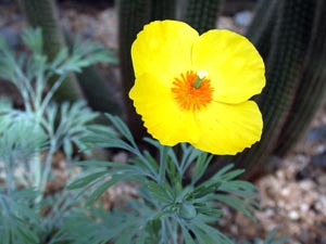 معرفی گل و گیاه/ شقایق مکزیکی: Hunnemannia Fumariifolia معرفی گل و گیاه/ شقایق مکزیکی: Hunnemannia Fumariifolia