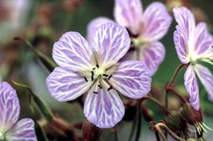 معرفی گل و گیاه/ شمعدانی: Geranium pratense Mrs kendall clark معرفی گل و گیاه/ شمعدانی: Geranium pratense Mrs kendall clark