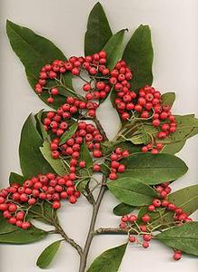 معرفی گل و گیاه/ شیرخشت: Cotoneaster Cornubia معرفی گل و گیاه/ شیرخشت: Cotoneaster Cornubia