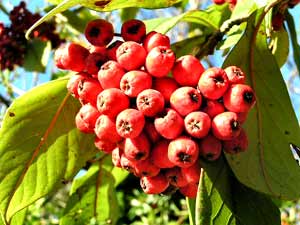 معرفی گل و گیاه/ شیرخشت درختی: Cotoneaster frigidus معرفی گل و گیاه/ شیرخشت درختی: Cotoneaster frigidus