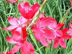 معرفی گل و گیاه/        شیزوستیلیس: schizostylis coccinea