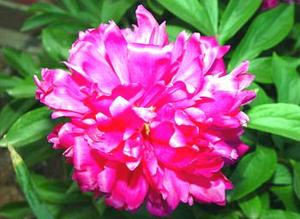 معرفی گل و گیاه/ صدتومانی: (Paeonia albiflora (P.lactiflora معرفی گل و گیاه/ صدتومانی: (Paeonia albiflora (P.lactiflora