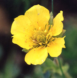 معرفی گل و گیاه/ علف مبارک کوهستانی: Geum montanum معرفی گل و گیاه/ علف مبارک کوهستانی: Geum montanum