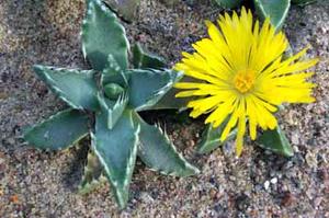 معرفی گل و گیاه/ فائوکاریا: Faucaria Tigrina معرفی گل و گیاه/ فائوکاریا: Faucaria Tigrina