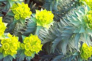 معرفی گل و گیاه/ فرفیون: Euphorbia rigida معرفی گل و گیاه/ فرفیون: Euphorbia rigida