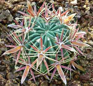 معرفی گل و گیاه/ فروكاكتوس: Ferocactus latispinus معرفی گل و گیاه/ فروكاكتوس: Ferocactus latispinus