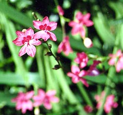 معرفی گل و گیاه >>>>>> فریزیا: Freesia معرفی گل و گیاه >>>>>> فریزیا: Freesia