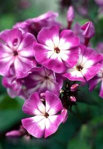 معرفی گل و گیاه >>>>>> فلوکس: Phlox Paniculata معرفی گل و گیاه >>>>>> فلوکس: Phlox Paniculata