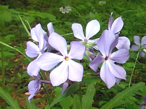 معرفی گل و گیاه >>>>>> فلوکس آبی: Phlox divaricata معرفی گل و گیاه >>>>>> فلوکس آبی: Phlox divaricata