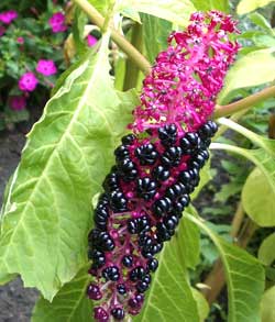 معرفی گل و گیاه >>>>>> فیتولاكا (سرخ بر): Phytolacca acinosa معرفی گل و گیاه >>>>>> فیتولاكا (سرخ بر): Phytolacca acinosa