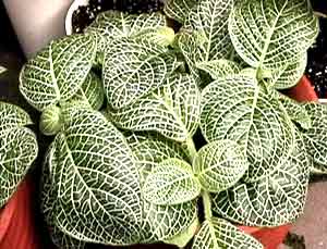معرفی گل و گیاه >>>>>> فیتونیا: Fittonia argyroneura معرفی گل و گیاه >>>>>> فیتونیا: Fittonia argyroneura