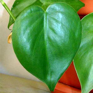 معرفی گل و گیاه >>>>>> فیلودندرون برگ قلبی: philodendron Scandens معرفی گل و گیاه >>>>>> فیلودندرون برگ قلبی: philodendron Scandens