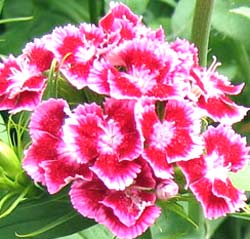 معرفی گل و گیاه >>>>>> قرنفل: Dianthus barbatus معرفی گل و گیاه >>>>>> قرنفل: Dianthus barbatus