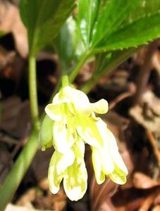 معرفی گل و گیاه >>>>>> کاردامین: Cardamine enneaphyllos معرفی گل و گیاه >>>>>> کاردامین: Cardamine enneaphyllos