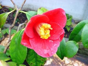 معرفی گل و گیاه >>>>>> کاملیا: Camellia japonica معرفی گل و گیاه >>>>>> کاملیا: Camellia japonica
