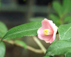معرفی گل و گیاه >>>>>> کاملیا گل رزی: Camellia rosaeflora معرفی گل و گیاه >>>>>> کاملیا گل رزی: Camellia rosaeflora