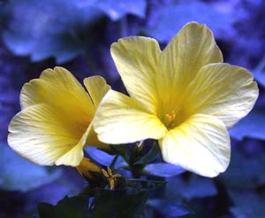 معرفی گل و گیاه >>>>>> کتان زینتی: Linum arboreum معرفی گل و گیاه >>>>>> کتان زینتی: Linum arboreum