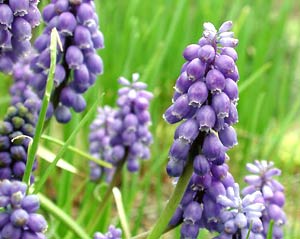 معرفی گل و گیاه >>>>>> کلاغک: Muscari armeniacum معرفی گل و گیاه >>>>>> کلاغک: Muscari armeniacum