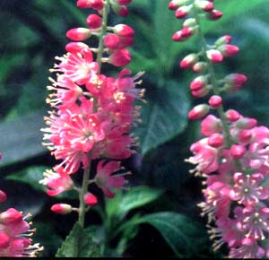 معرفی گل و گیاه >>>>>> کلترا: Clethara delavayi معرفی گل و گیاه >>>>>> کلترا: Clethara delavayi