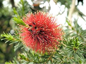 معرفی گل و گیاه >>>>>> کونزا باکستریا: Kunzea baxteri معرفی گل و گیاه >>>>>> کونزا باکستریا: Kunzea baxteri