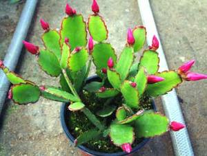 معرفی گل و گیاه >>>>>> كاكتوس كریسمس: Zygocactus truncates معرفی گل و گیاه >>>>>> كاكتوس كریسمس: Zygocactus truncates