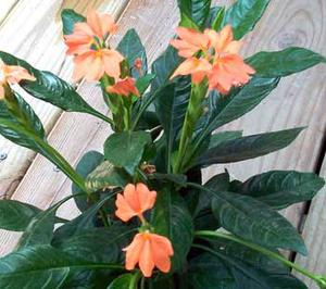 معرفی گل و گیاه >>>>>> كروساندرا:Crossandra infundibuli formis معرفی گل و گیاه >>>>>> كروساندرا:Crossandra infundibuli formis