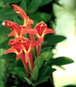 معرفی گل و گیاه >>>>>> كلومنا: Columnea microphulla معرفی گل و گیاه >>>>>> كلومنا: Columnea microphulla