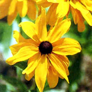 معرفی گل و گیاه >>>>>> كوكب كوهی: Rudbeckia hirta Marmalade معرفی گل و گیاه >>>>>> كوكب كوهی: Rudbeckia hirta Marmalade