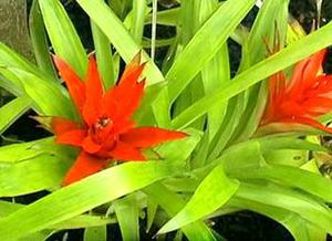 معرفی گل و گیاه >>>>>> گازمانیا: Guzmania minor معرفی گل و گیاه >>>>>> گازمانیا: Guzmania minor