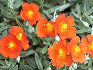 معرفی گل و گیاه >>>>>> گل آفتابی سکهای: Helianthemum nummlarium معرفی گل و گیاه >>>>>> گل آفتابی سکهای: Helianthemum nummlarium