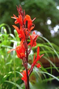 معرفی گل و گیاه >>>>>> گل اختر: canna Assaut معرفی گل و گیاه >>>>>> گل اختر: canna Assaut