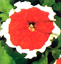 معرفی گل و گیاه >>>>>> گل اطلسی: PicoteeSeries معرفی گل و گیاه >>>>>> گل اطلسی: PicoteeSeries