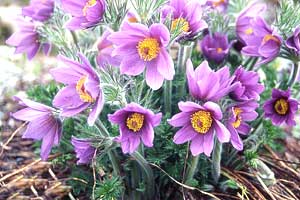 معرفی گل و گیاه >>>>>> گل بادلرزان: Pulsatilla vulgaris معرفی گل و گیاه >>>>>> گل بادلرزان: Pulsatilla vulgaris
