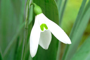 معرفی گل و گیاه >>>>>> گل برفی: Galanthus معرفی گل و گیاه >>>>>> گل برفی: Galanthus