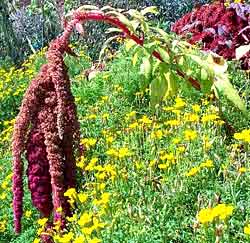 معرفی گل و گیاه >>>>>> گل تاج خروس دم گربهای: Amaranthus caudatus معرفی گل و گیاه >>>>>> گل تاج خروس دم گربهای: Amaranthus caudatus