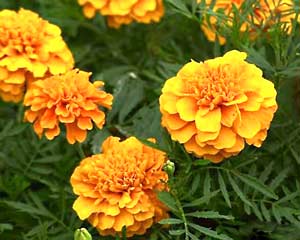 معرفی گل و گیاه >>>>>> گل جعفری: Tagetes erecta معرفی گل و گیاه >>>>>> گل جعفری: Tagetes erecta
