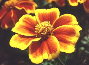 معرفی گل و گیاه >>>>>> گل جعفری کوتاه: Tagetes Patula Naughty Marietta معرفی گل و گیاه >>>>>> گل جعفری کوتاه: Tagetes Patula Naughty Marietta